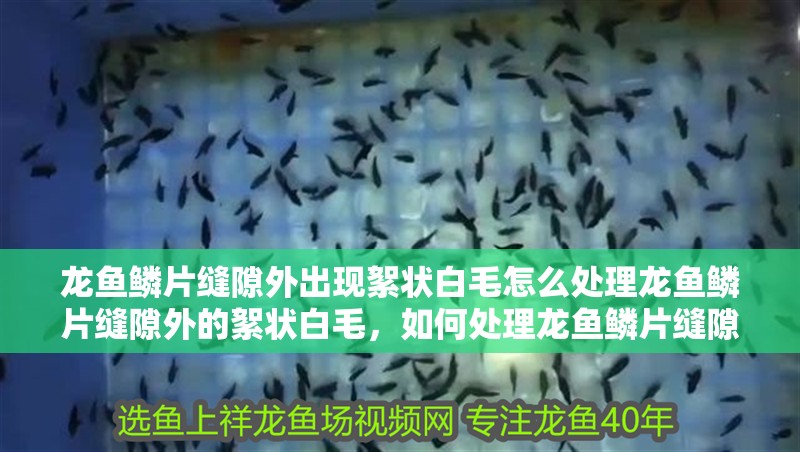 龍魚鱗片縫隙外出現絮狀白毛怎么處理龍魚鱗片縫隙外的絮狀白毛，如何處理龍魚鱗片縫隙外的絮狀白毛問題？