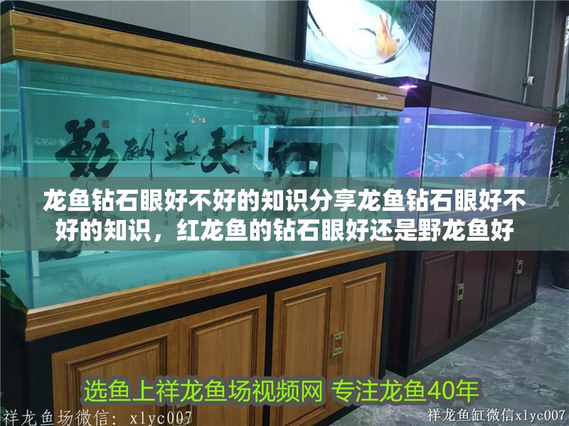 龍魚鉆石眼好不好的知識分享龍魚鉆石眼好不好的知識，紅龍魚的鉆石眼好還是野龍魚好