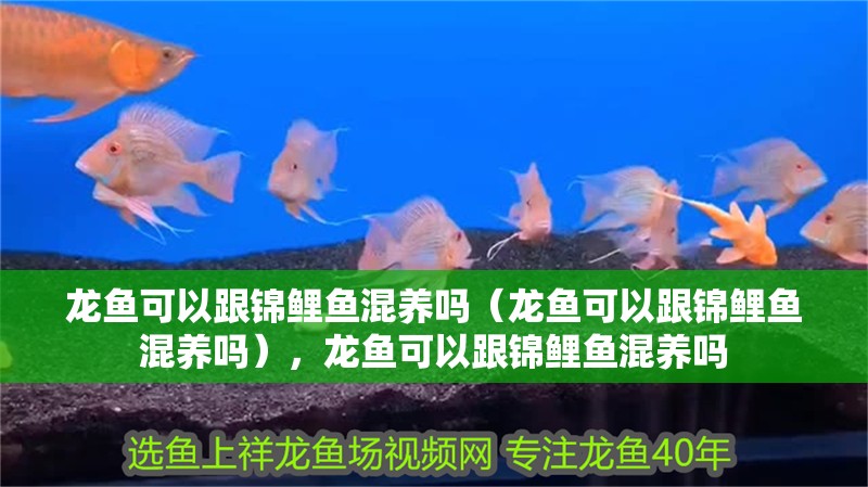 龍魚可以跟錦鯉魚混養嗎（龍魚可以跟錦鯉魚混養嗎），龍魚可以跟錦鯉魚混養嗎