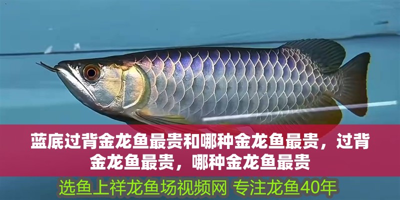 藍底過背金龍魚最貴和哪種金龍魚最貴，過背金龍魚最貴，哪種金龍魚最貴