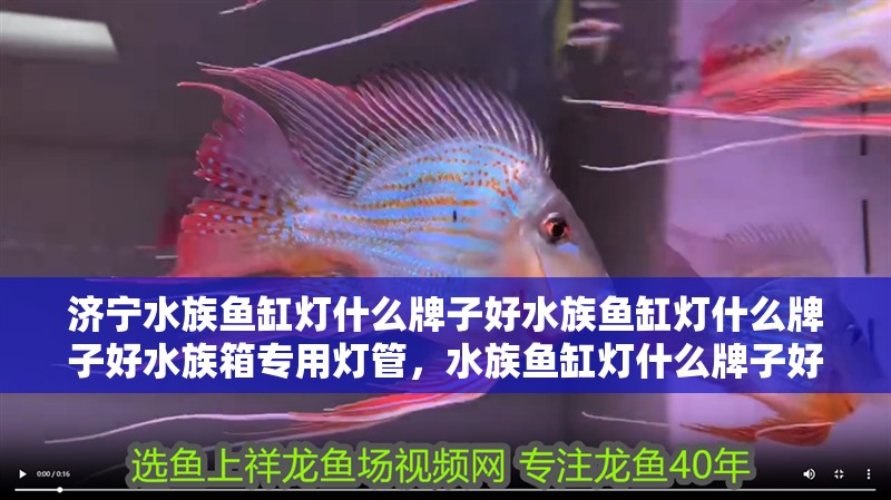 給大魚缸換水的作文:體驗給大魚缸換水的樂趣:體驗給大魚缸換水:給大魚缸換水的作文 濟寧水族魚缸燈什么牌子好水族魚缸燈什么牌子好水族箱專用燈管,水族魚缸燈什么牌子好 觀賞魚百科 濟寧水族魚缸燈什么牌子好水族魚缸燈什么牌子好水族箱專用燈管,水族魚缸燈什么牌子好 濟寧水族魚缸燈什么牌子好水族魚缸燈什么牌子好水族箱專用燈管,水族魚缸燈什么牌子好 觀賞魚百科