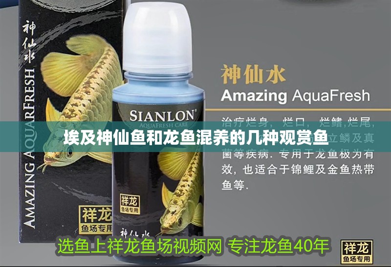 埃及神仙魚和龍魚混養的幾種觀賞魚