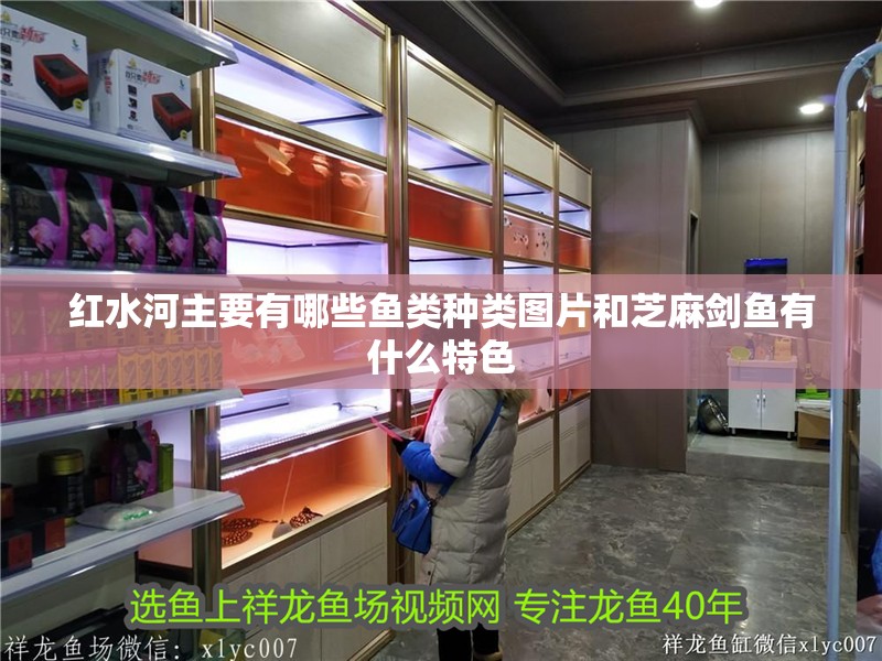 紅水河主要有哪些魚類種類圖片和芝麻劍魚有什么特色 紅水河主要有哪些魚類種類圖片和芝麻劍魚有什么特色 觀賞魚百科