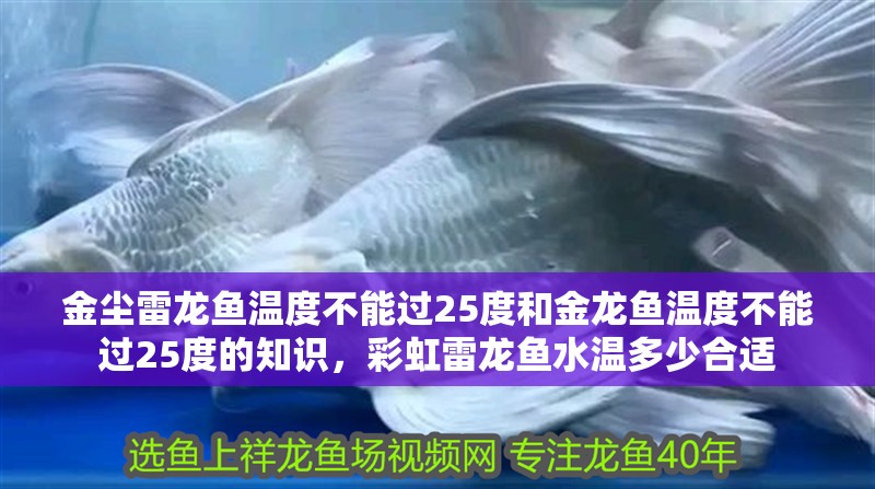 金塵雷龍魚溫度不能過25度和金龍魚溫度不能過25度的知識，彩虹雷龍魚水溫多少合適