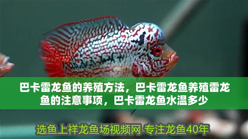 巴卡雷龍魚的養殖方法，巴卡雷龍魚養殖雷龍魚的注意事項，巴卡雷龍魚水溫多少