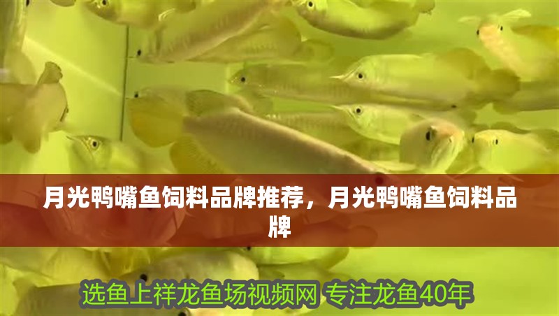 月光鴨嘴魚飼料品牌推薦，月光鴨嘴魚飼料品牌