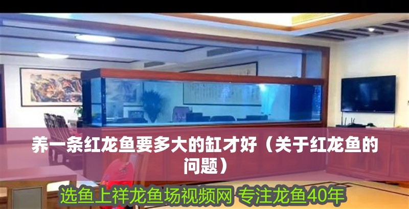 養(yǎng)一條紅龍魚要多大的缸才好（關(guān)于紅龍魚的問題）