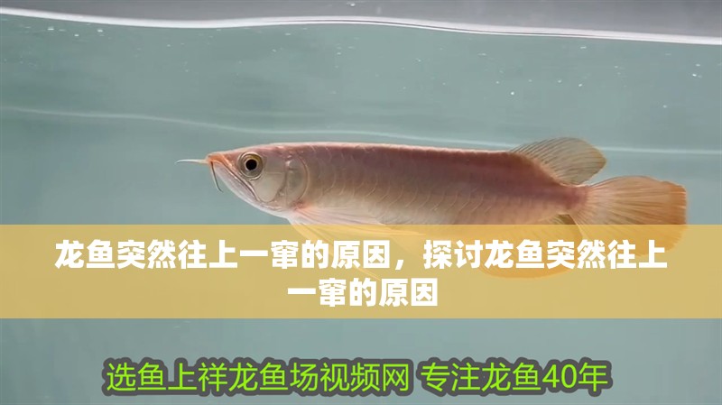 龍魚突然往上一竄的原因，探討龍魚突然往上一竄的原因