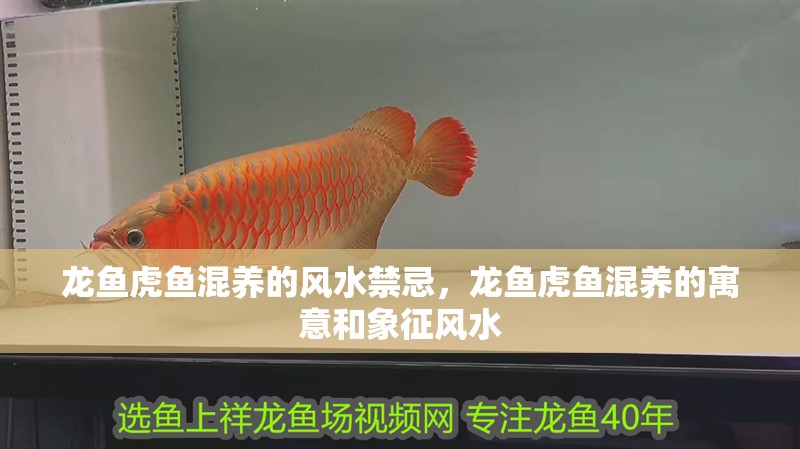 龍魚(yú)虎魚(yú)混養(yǎng)的風(fēng)水禁忌，龍魚(yú)虎魚(yú)混養(yǎng)的寓意和象征風(fēng)水