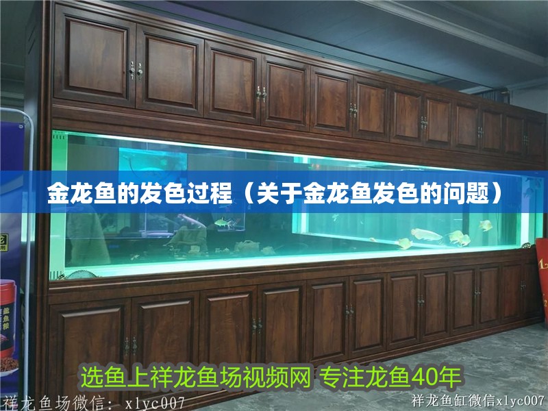 金龍魚的發色過程（關于金龍魚發色的問題）