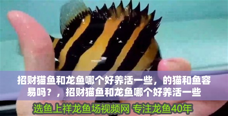 招財貓魚和龍魚哪個好養活一些，的貓和魚容易嗎？，招財貓魚和龍魚哪個好養活一些