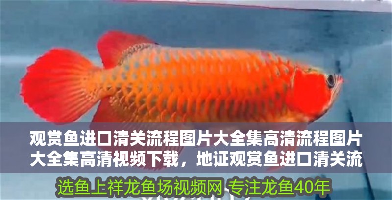 觀賞魚進口清關流程圖片大全集高<strong><mark>清流</mark></strong>程圖片大全集高清視頻下載，地證觀賞魚進口清關流程