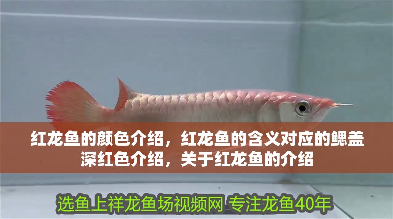 紅龍魚的顏色介紹，紅龍魚的含義對應(yīng)的鰓蓋深紅色介紹，關(guān)于紅龍魚的介紹