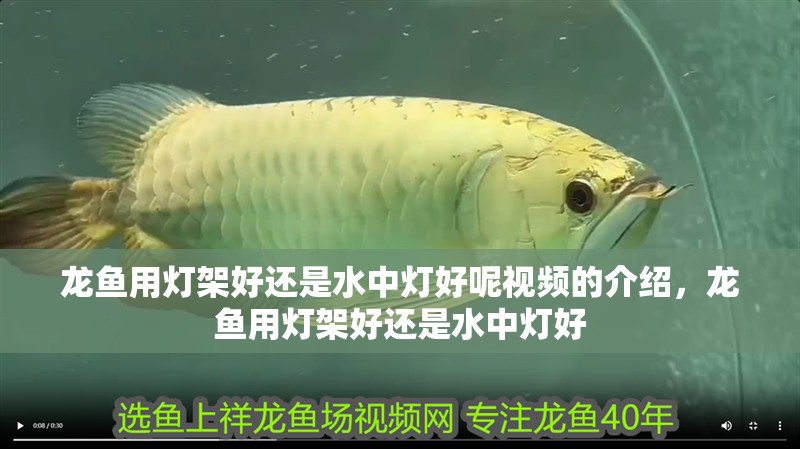 龍魚(yú)用燈架好還是水中燈好呢視頻的介紹，龍魚(yú)用燈架好還是水中燈好