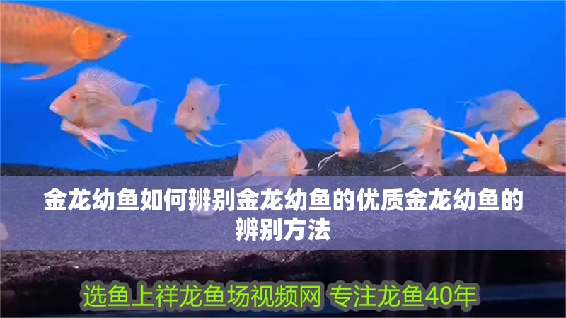 金龍幼魚如何辨別金龍幼魚的優質金龍幼魚的辨別方法