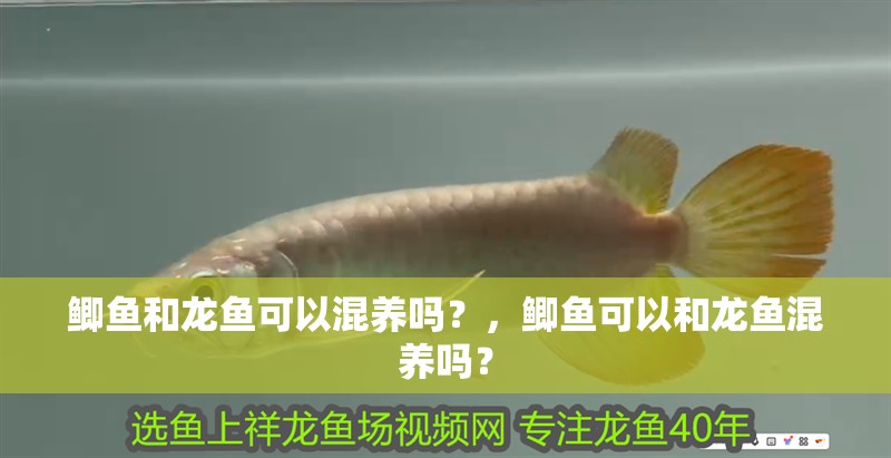 鯽魚和龍魚可以混養(yǎng)嗎？，鯽魚可以和龍魚混養(yǎng)嗎？