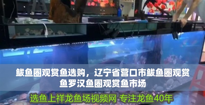 鲅魚圈觀賞魚選購，遼寧省營口市鲅魚圈觀賞魚羅漢魚圈觀賞魚市場