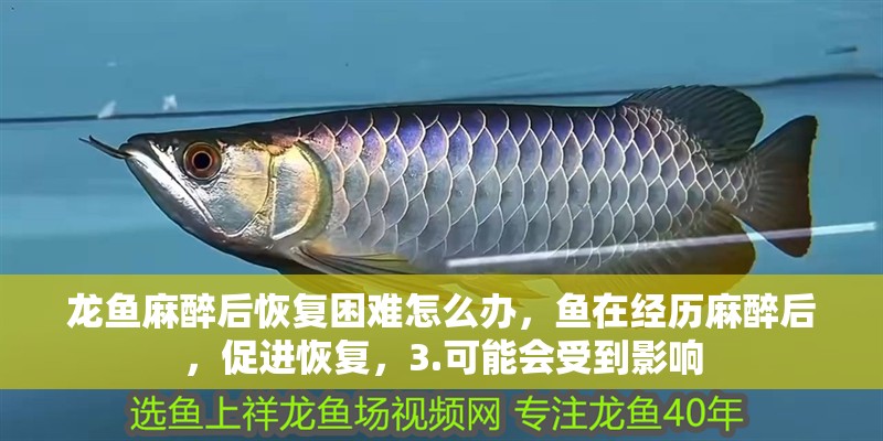龍魚麻醉后恢復困難怎么辦，魚在經歷麻醉后，促進恢復，3.可能會受到影響