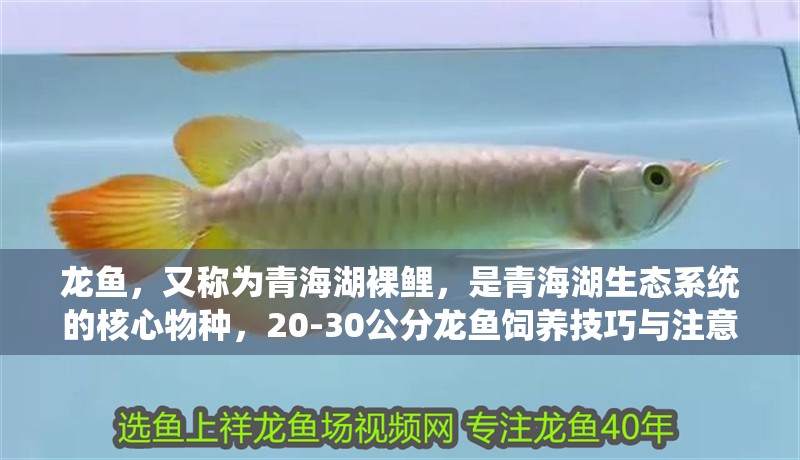 龍魚，又稱為青海湖裸鯉，是青海湖生態系統的核心物種，20-30公分龍魚飼養技巧與注意事項