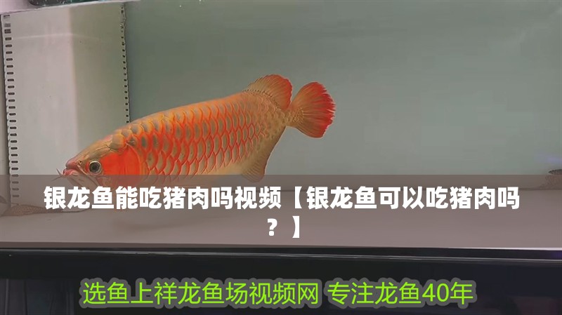 銀龍魚能吃豬肉嗎視頻【銀龍魚可以吃豬肉嗎？】 銀龍魚能吃豬肉嗎視頻【銀龍魚可以吃豬肉嗎？】 觀賞魚百科 第1張