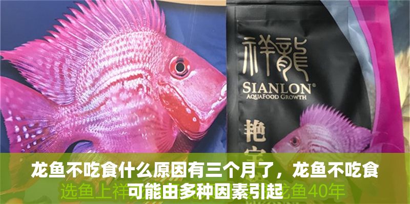 龍魚不吃食什么原因有三個月了，龍魚不吃食可能由多種因素引起
