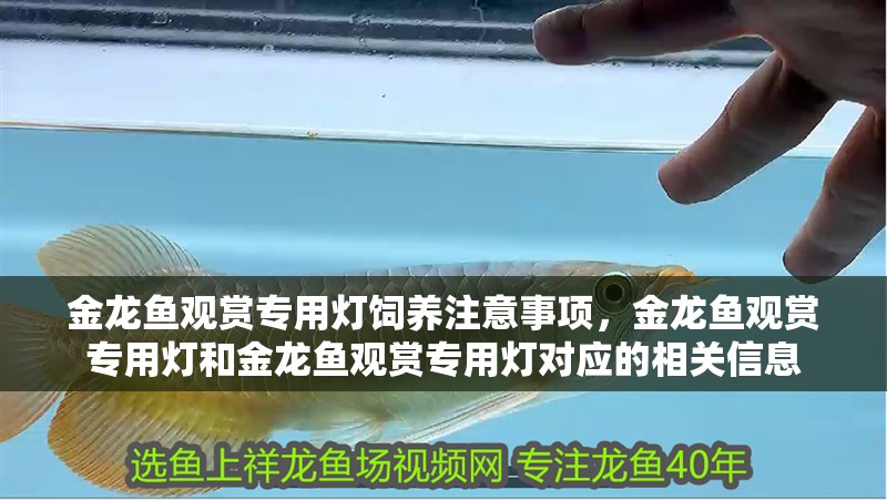 金龍魚觀賞專用燈飼養注意事項，金龍魚觀賞專用燈和金龍魚觀賞專用燈對應的相關信息