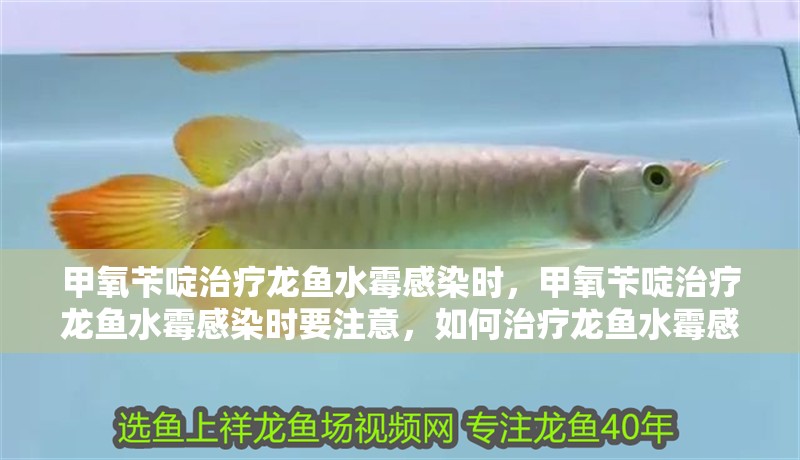 甲氧芐啶治療龍魚水霉感染時(shí)，甲氧芐啶治療龍魚水霉感染時(shí)要注意，如何治療龍魚水霉感染