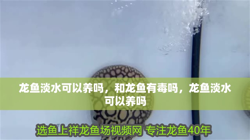 龍魚淡水可以養嗎，和龍魚有毒嗎，龍魚淡水可以養嗎