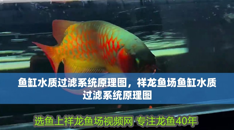 魚缸水質過濾系統原理圖，祥龍魚場魚缸水質過濾系統原理圖