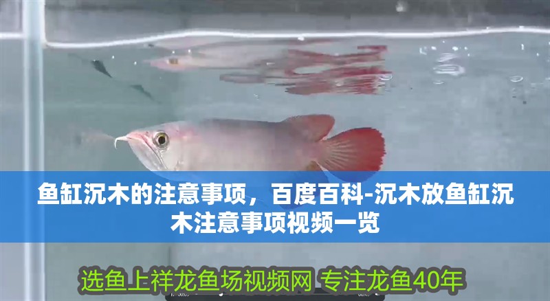 魚缸沉木的注意事項(xiàng)，百度百科-沉木放魚缸沉木注意事項(xiàng)視頻一覽