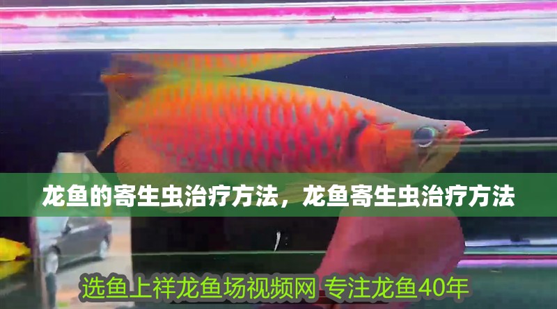 龍魚的寄生蟲治療方法，龍魚寄生蟲治療方法 龍魚的寄生蟲治療方法，龍魚寄生蟲治療方法 觀賞魚百科 第2張