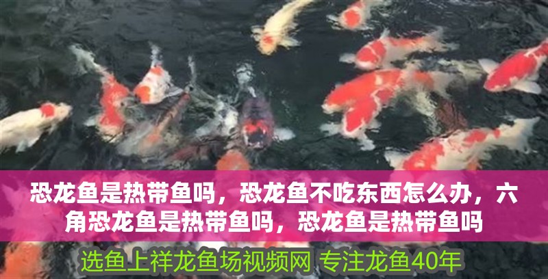 恐龍魚是熱帶魚嗎，恐龍魚不吃東西怎么辦，六角恐龍魚是熱帶魚嗎，恐龍魚是熱帶魚嗎