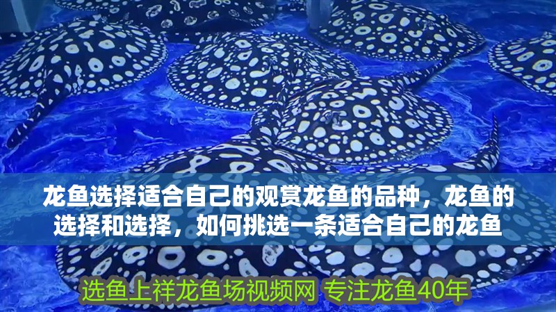 龍魚選擇適合自己的觀賞龍魚的品種，龍魚的選擇和選擇，如何挑選一條適合自己的龍魚