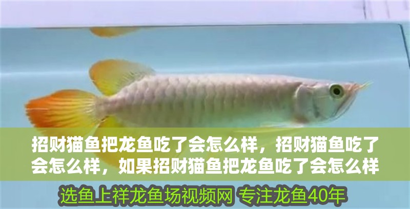 招財貓魚把龍魚吃了會怎么樣，招財貓魚吃了會怎么樣，如果招財貓魚把龍魚吃了會怎么樣