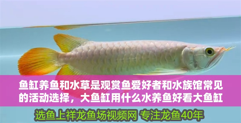 魚缸養魚和水草是觀賞魚愛好者和水族館常見的活動選擇，大魚缸用什么水養魚好看大魚缸用什么水養魚好看