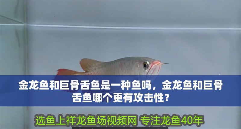 金龍魚和巨骨舌魚是一種魚嗎，金龍魚和巨骨舌魚哪個更有攻擊性？ 金龍魚和巨骨舌魚是一種魚嗎，金龍魚和巨骨舌魚哪個更有攻擊性？ 觀賞魚百科 第4張