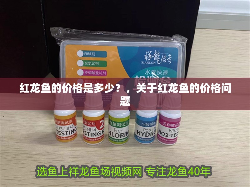 紅龍魚的價(jià)格是多少？，關(guān)于紅龍魚的價(jià)格問題 紅龍魚的價(jià)格是多少？，關(guān)于紅龍魚的價(jià)格問題 觀賞魚百科 第1張