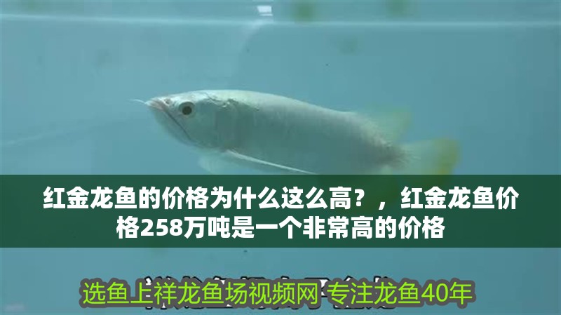 紅金龍魚的價格為什么這么高？，紅金龍魚價格258萬噸是一個非常高的價格