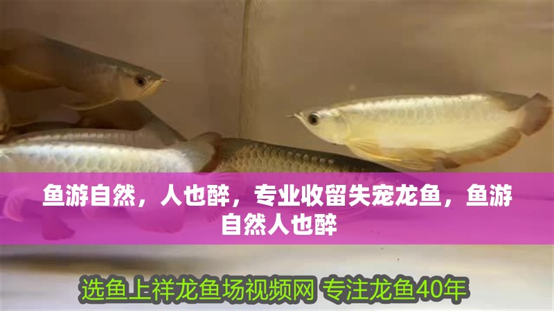 魚游自然，人也醉，專業收留失寵龍魚，魚游自然人也醉