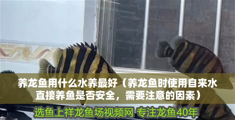 養(yǎng)龍魚(yú)用什么水養(yǎng)最好（養(yǎng)龍魚(yú)時(shí)使用自來(lái)水直接養(yǎng)魚(yú)是否安全，需要注意的因素）