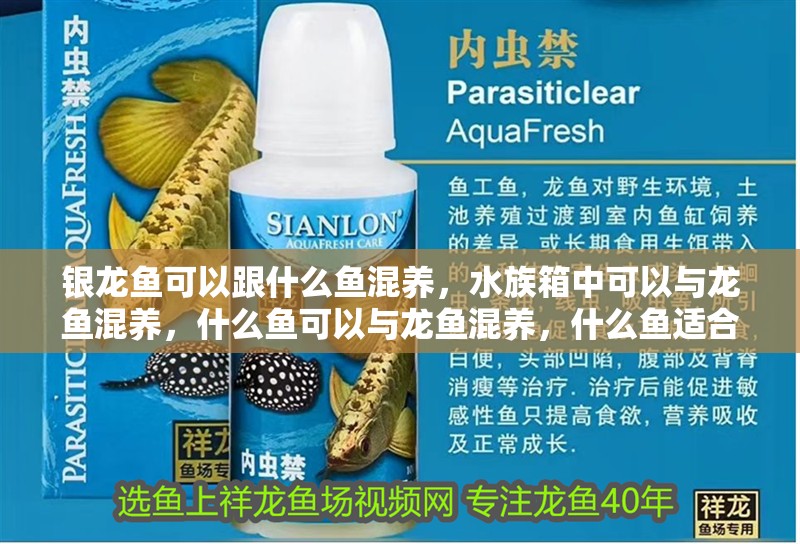 銀龍魚可以跟什么魚混養，水族箱中可以與龍魚混養，什么魚可以與龍魚混養，什么魚適合同一缸養 銀龍魚可以跟什么魚混養，水族箱中可以與龍魚混養，什么魚可以與龍魚混養，什么魚適合同一缸養 觀賞魚百科