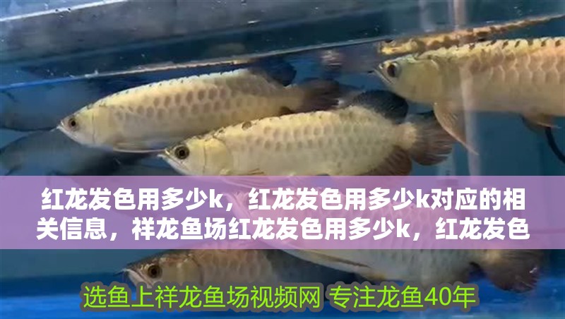 紅龍發色用多少k，紅龍發色用多少k對應的相關信息，祥龍魚場紅龍發色用多少k，紅龍發色用多少k對應的信息
