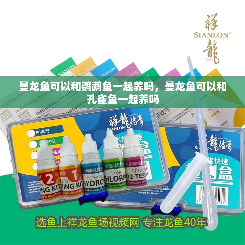 曼龍魚可以和鸚鵡魚一起養嗎，曼龍魚可以和孔雀魚一起養嗎