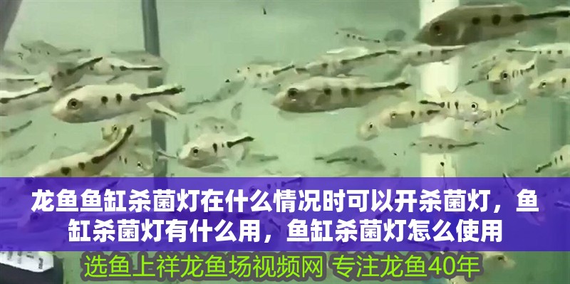 龍魚魚缸殺菌燈在什么情況時可以開殺菌燈，魚缸殺菌燈有什么用，魚缸殺菌燈怎么使用 龍魚魚缸殺菌燈在什么情況時可以開殺菌燈，魚缸殺菌燈有什么用，魚缸殺菌燈怎么使用 觀賞魚百科 第1張