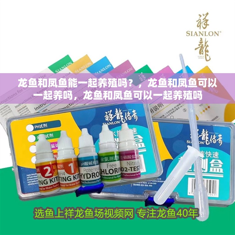 龍魚和鳳魚能一起養殖嗎？，龍魚和鳳魚可以一起養嗎，龍魚和鳳魚可以一起養殖嗎