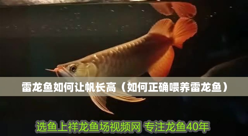 雷龍魚如何讓帆長高（如何正確喂養雷龍魚）