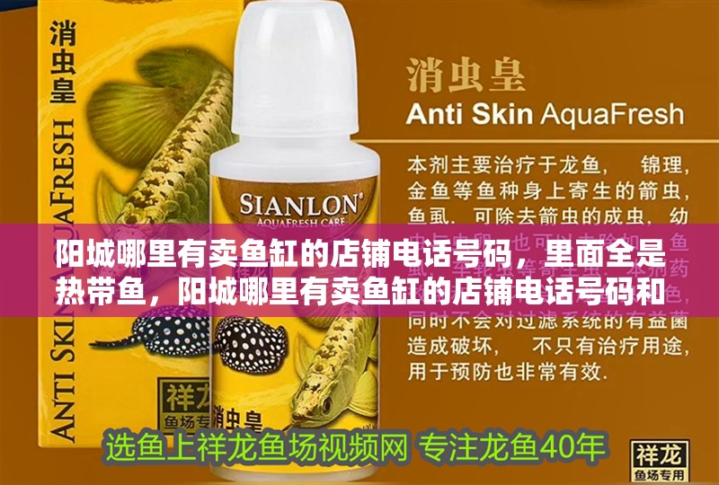 陽(yáng)城哪里有賣魚缸的店鋪電話號(hào)碼，里面全是熱帶魚，陽(yáng)城哪里有賣魚缸的店鋪電話號(hào)碼和陽(yáng)城哪里有賣魚缸的店鋪電話號(hào)碼