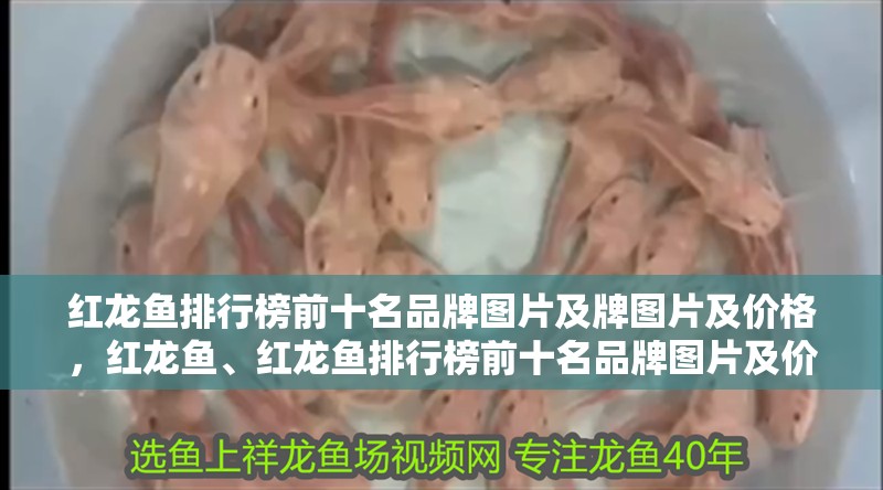 紅龍魚排行榜前十名品牌圖片及牌圖片及價格，紅龍魚、紅龍魚排行榜前十名品牌圖片及價格圖片及價格