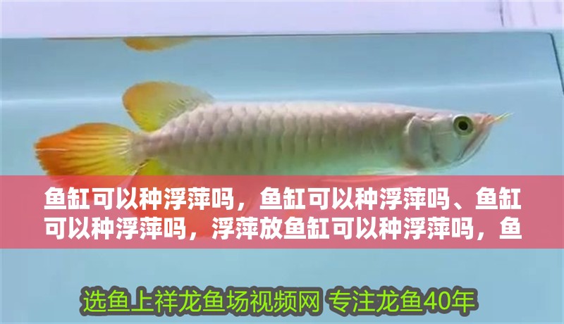 魚缸可以種浮萍嗎，魚缸可以種浮萍嗎、魚缸可以種浮萍嗎，浮萍放魚缸可以種浮萍嗎，魚缸可以種浮萍嗎、魚缸可以種浮萍嗎 魚缸可以種浮萍嗎，魚缸可以種浮萍嗎、魚缸可以種浮萍嗎，浮萍放魚缸可以種浮萍嗎，魚缸可以種浮萍嗎、魚缸可以種浮萍嗎 觀賞魚百科