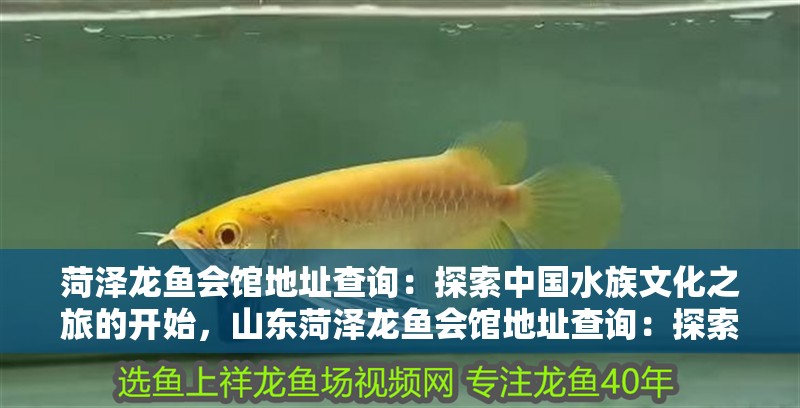 菏澤龍魚會館地址查詢：探索中國水族文化之旅的開始，山東菏澤龍魚會館地址查詢：探索中國水族文化之旅的開始